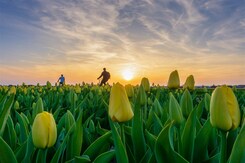 - HOLANDSKO - VELIKONOCE A TULIPÁNY - HOLANDSKO - VELIKONOCE A TULIPÁNY