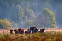 POLSKO - OD SOLNÝCH DOLŮ DO BĚLOVĚŽSKÉHO NP