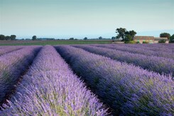  - FRANCIE - PROVENCE, VŮNĚ LEVANDULE