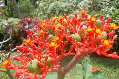 SRÍ LANKA – ZA KRÁSAMI EXOTICKÉHO OSTROVA