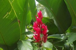 SRÍ LANKA – ZA KRÁSAMI EXOTICKÉHO OSTROVA