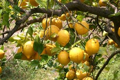 ŠPANĚLSKO – MALLORCA – PŘÍRODNÍ KRÁSY
